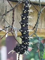 Colobura dirce