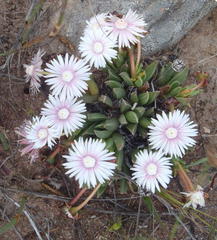 Acrodon bellidiflorus