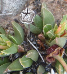 Acrodon bellidiflorus