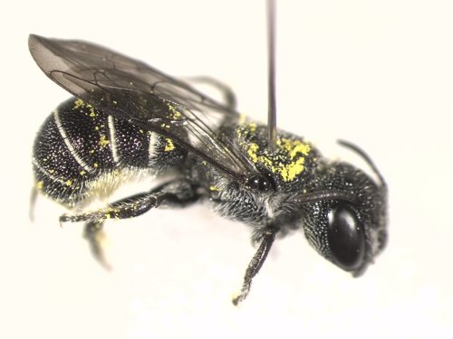 Carinate Armored-Resin bee photo 4