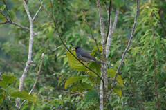 Hypsipetes borbonicus