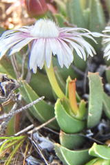 Acrodon bellidiflorus