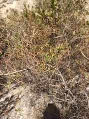 Adesmia miraflorensis