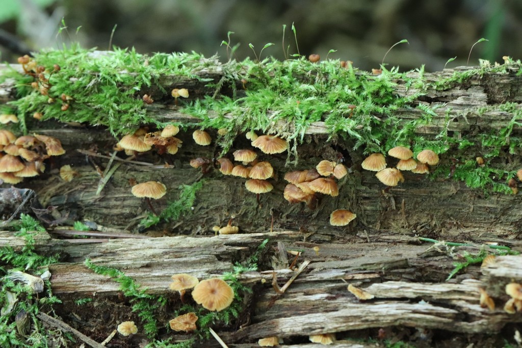 Xeromphalina campanella · August 2021 · photo: © ninacourlee (iNaturalist, cc-by)