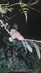 Bradypodion thamnobates