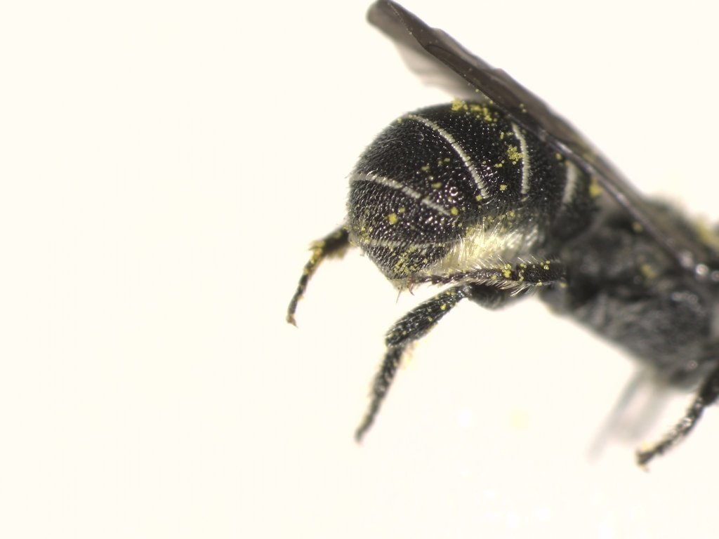Carinate Armored-resin Bee