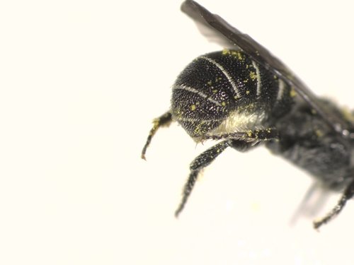 Carinate Armored-resin Bee