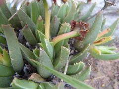 Acrodon bellidiflorus