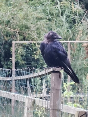 Corvus corone