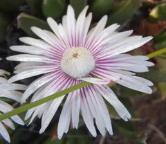 Acrodon bellidiflorus