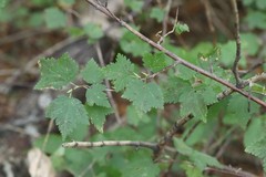 Ribes maximoviczianum