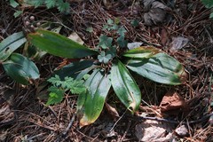Clintonia udensis