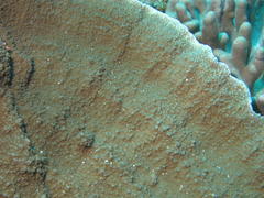 Montipora floweri