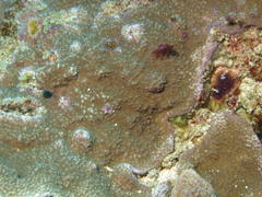 Montipora floweri