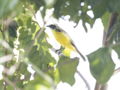 Myiozetetes similis