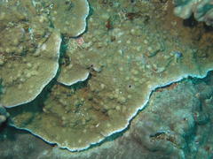 Montipora floweri