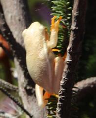 Hyperolius horstockii