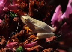 Hyperolius horstockii