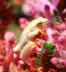 Hyperolius horstockii