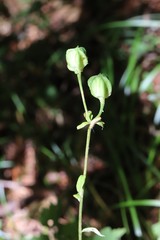 Lilium distichum