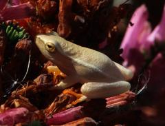 Hyperolius horstockii