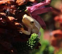 Hyperolius horstockii