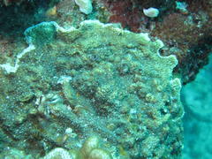 Montipora monasteriata