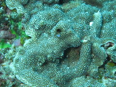 Montipora monasteriata