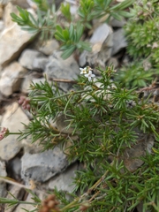 Asperula supina caespitans