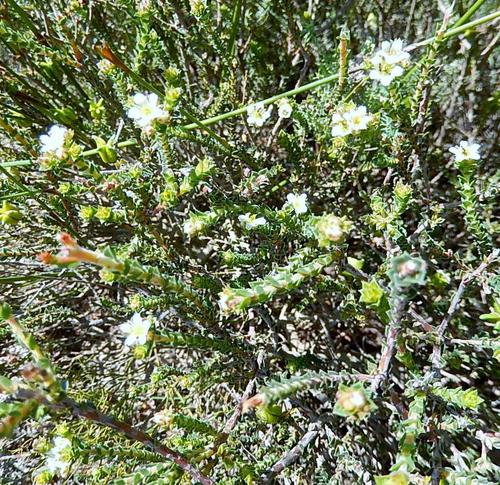 Diosma strumosa