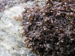 Frullania teneriffae