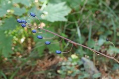Clintonia udensis