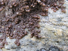 Frullania teneriffae