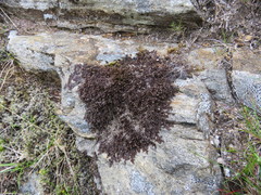 Frullania teneriffae