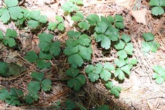 Waldsteinia ternata