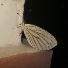 Pieris melete