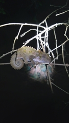 Bradypodion thamnobates