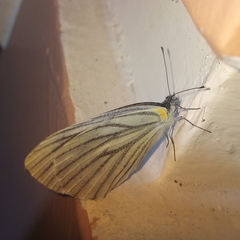 Pieris melete