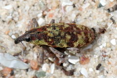 Hypolixus