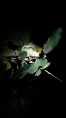 Bradypodion thamnobates