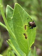 Chalcodermus collaris