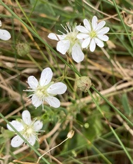 Sibbaldiopsis tridentata
