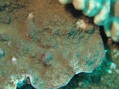Montipora monasteriata
