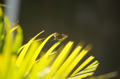Spicauda teleus