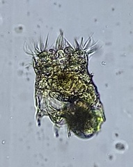 Plationus patulus