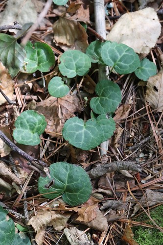 Pyrola renifolia iNat (3)