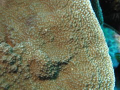 Montipora monasteriata