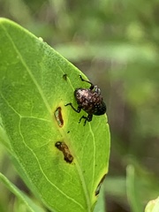 Chalcodermus collaris