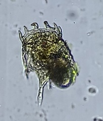 Plationus patulus