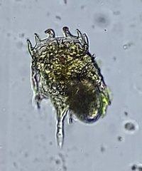 Plationus patulus